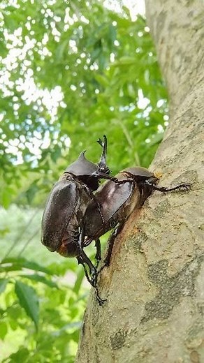 甲蟲人Beetle man on Instagram: "The beetle is mating🙌"