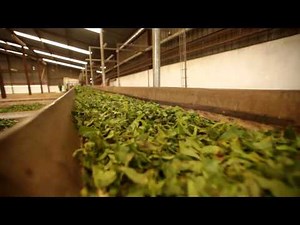 On the road - Black C.T.C Tea production in East Africa