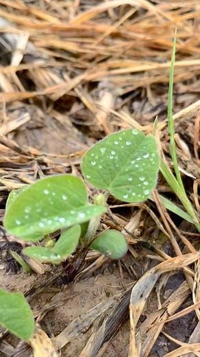 Farmers feed the world and #cropinsurance helps them keep farming. And rain makes their beautiful crops grow. | Crop Insurance Keeps America Growing | Facebook