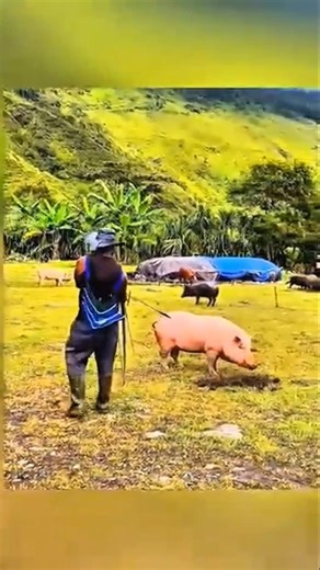 Wild Boar Hunting | An ExcitingAdventure in the Wild#hunting#boar #wildboarhunter