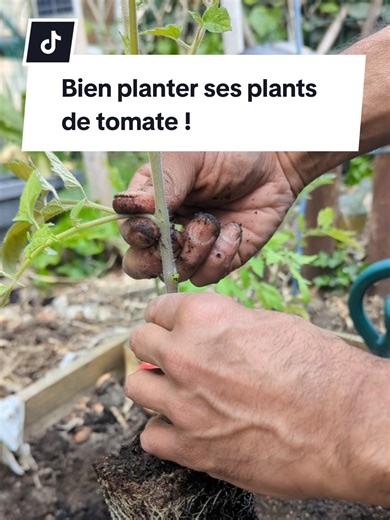Planter ses tomates : Conseils pour débutants