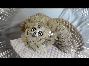 [Sad news] I was mad at an owl for the first time