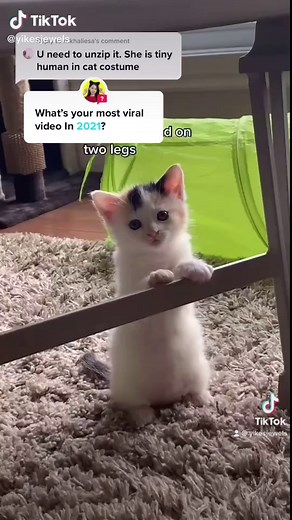 Caring for an Orphan Kitten: A Heartwarming Journey