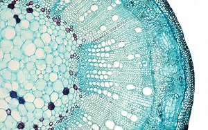 The Beauty of Biology