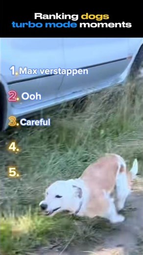 Dogs Going FULL TURBO Mode 😂💨 Watch Till The End! #DogZoomies #FunnyDogs #TurboDog