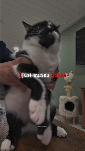 I just wanna dance 🕺 #cat #trending #dance @nylalittle(TIKTOK)