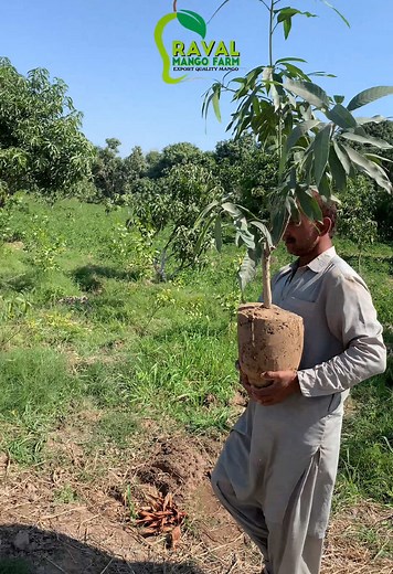 ravalmango on TikTok