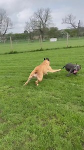 24K views · 381 reactions | What types of dog play are ok!? We hear...