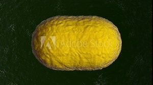 3D rendered Animation of the Mitosis of a cell aka the cell division process. Stock Video