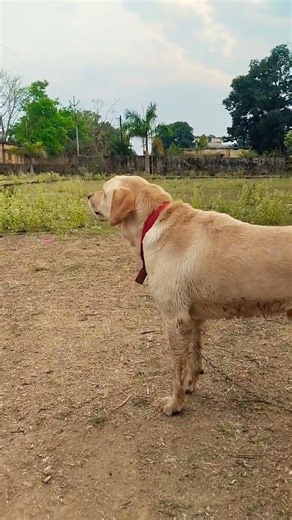 Dog barking shorts🩷🐕 #part 66 #labrador