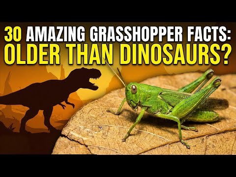 30 Amazing Grasshopper Facts: Older Than Dinosaurs?