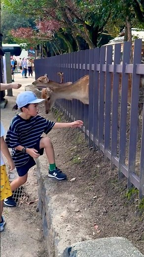 奈良公園の子鹿とほっこり体験#奈良公園#子鹿#奈良の鹿#癒しの時間#鹿と遊ぶ#NaraPark#DeerLove#CuteDeer#ShikaVibes