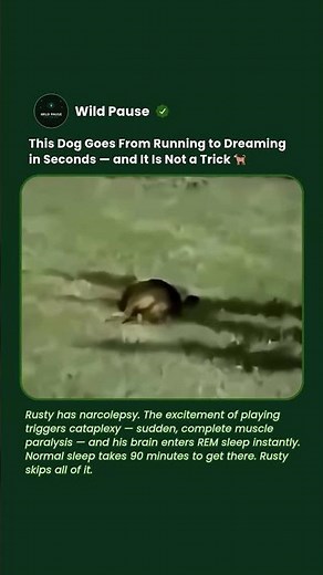 A Dog That Falls Asleep Mid-Run Taught Scientists How Narcolepsy Works #shorts #dog #animals