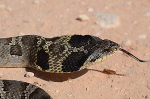 There’s a snake in North Carolina that looks like a cobra, but have no fear!