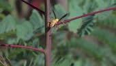 An Apache Wasp, also known as a Texas Paper Wasp, gathering fiber for...