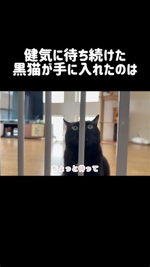 こんなに愛してくれる猫様他にいるかしら・・・【白黒猫とママ】#cat #cute #猫のいる暮らし