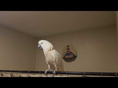 Mr. Max - Cockatoo Post-Vet Conversation