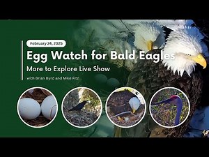 Egg Watch for Bald Eagles | More to Explore Live Show