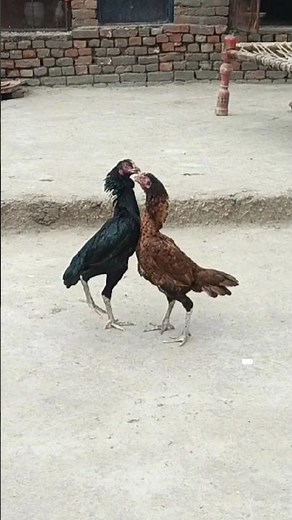 Aseel murga masti| murgi ki Akar. #aseel #shorts #aseelmurga #aseellovers