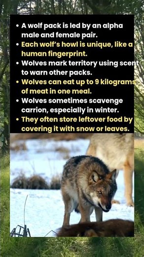 The Secret Life of Wolves: What Fuels Their Strength