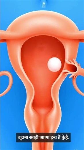 महिला जनन अंग – पूर्ण जानकारी Internal Anatomy