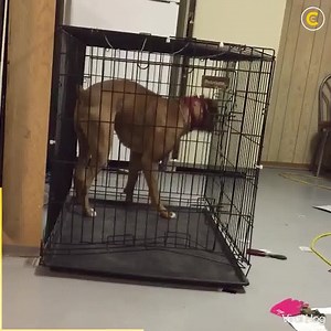 Genius Dog Escapes Cage ViralHog | Bassilyo