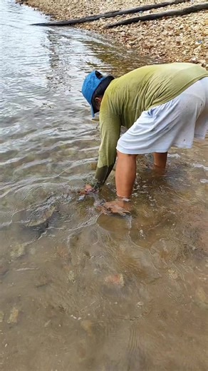 Barangkas or horseo crab sa English.