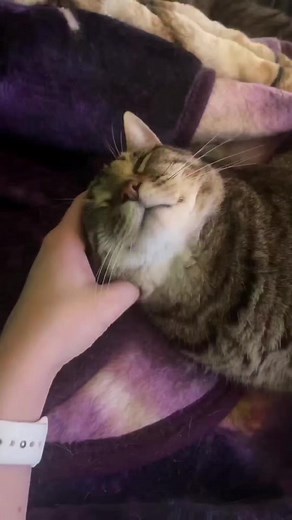 111K views · 1.2K reactions | If your cat accepts these 5 things then you're the cat's favorite person. Does your cat accept? . . . . #CatMagic #EmpathyInFur . . . Follow for more - @ask_my_cats. . #CatLove #felinefriendship #owningcats #CatTherapy #PositivePaws #catlife #catsofinstagram #igcats #instacat #ilovecat #catreels #kittycat | Ask My Cats | Facebook