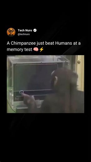Tech Nuro on Instagram: "Chimpanzees can outperform humans in specific memory tasks that demand extreme speed and precision. In controlled cognitive experiments, they are able to memorize the exact positions of numbers on a screen after seeing them for only a fraction of a second—and recall them perfectly once the numbers disappear. Humans, even with training, consistently struggle to reach the same level of accuracy. This advantage is neurological, not intellectual. Chimpanzee brains are tuned 