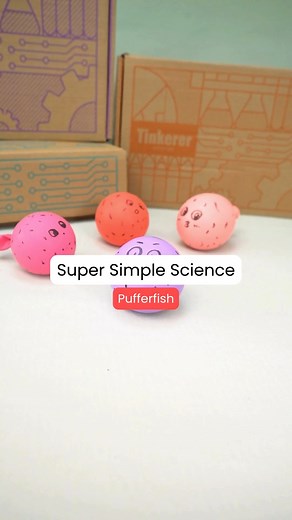 1.5M views · 12K reactions |  DIY Pufferfish Balloon Science! ...