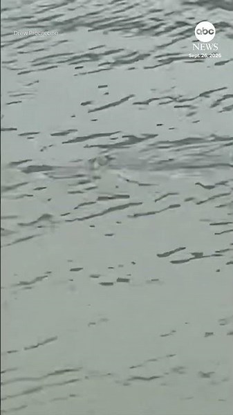 Shark spotted in New Jersey floodwaters during nor'easter