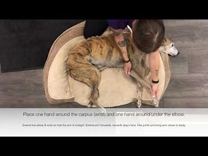 Canine Therapeutic Exercises: Forelimb Range of Motion