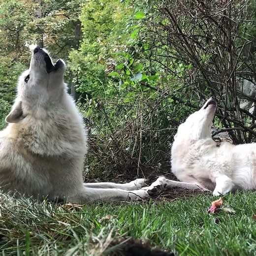 113K views · 8.1K reactions | Our voices are never louder than when we howl together  #StandForWolves | Wolf Conservation Center | Facebook