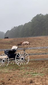 POV: You’re a 30 year-old gelding who thought your wild days were behind you… and then you make friends with a vivacious 4-year-old donkey who LOVES pasture games. Suddenly you’re running again. Playing tag. Kicking up your heels like you’re a colt instead of a distinguished elder. Turns out youth isn’t about age — it’s about friendship, joy, and a donkey who refuses to let you stand still. 💙🐴🫏 ✨ Never underestimate the power of the right pasture buddy. ✨ Inner colt: rediscovered. #PastureFri