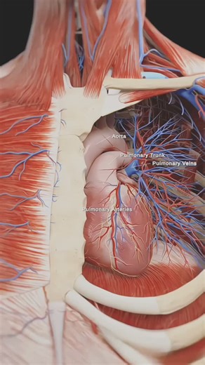 𝐑𝐓.𝐌𝐨𝐡𝐚𝐲𝐦𝐞𝐧 | ⬇️ A detailed anatomical presentation of the heart and blood vessels: pulmonary and systemic circulation, illustrating the anatomical... | Instagram