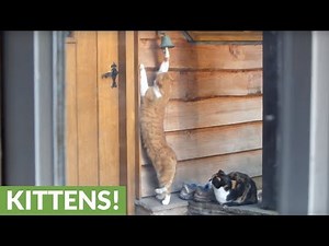 Polite cat rings doorbell to be fed