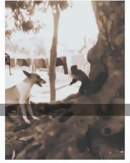 Funny Video Compilation You Can't Miss