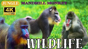 Mandrill Monkeys: Guardians of the Jungle - A Wildlife Documentary #Mandrill #monkey #viral #animals #animal #animalwildlife #nature #forest #jungle #mountain #animalinAfrica #AnimalsInAfrica #Rhinoceros #viral #viralvideos #fyp #foryou | Morning Fairy Tale | Facebook