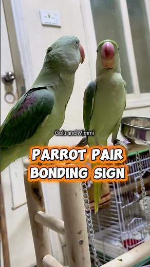 Parrot pair bonding sign #yt #short #birds #parrots #goluandmimmi