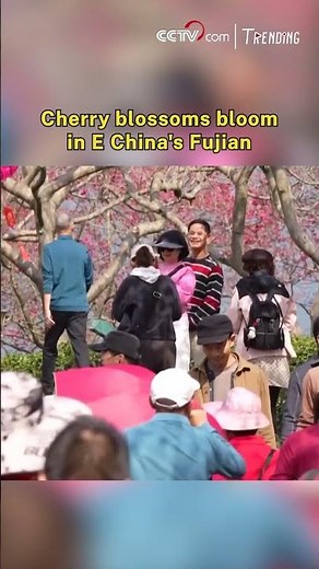 Cherry blossoms bloom in E China's Fujian