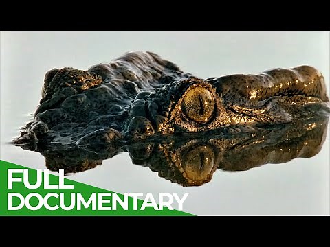 Survival of the Fittest | Race of Life | Episode 1 | Free Documentary Nature