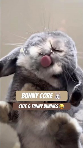 Bunny Core 🐰 | Cute & Funny Bunny Moments