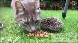 Bit random but there you go. It is what it is - a cat sharing her dinner with an orphaned hedgehog. Because why wouldn’t she?! NZ 2016 | Take the Lead Dog Training