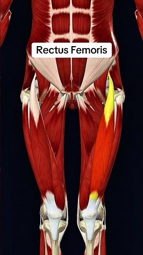 Rectus femoris #muscles #anatomy
