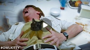 OwlKitty on Instagram: "In space, no one can hear you meow  Happy Halloween!  #OwlKitty #alien #halloween #blackcat #spooky #johnhurt #sigourneyweaver #adoptdontshop #putowlkittyonellen"