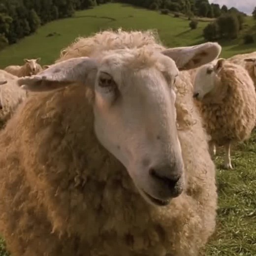 Babe Movie Clip - Baa-Ram-Ewe