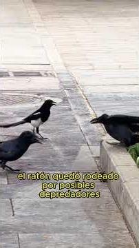Crows catching mice #animals #Friendship #Us #wildlife