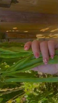 How to Harvest Huge Runner Pole Beans