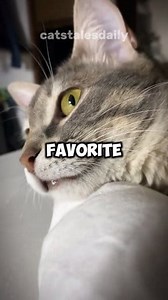 10K views · 358 reactions | Did you know that if your cat accepts these three things, you are their favorite human? #cat #catlover #cats | Pets Today | Facebook