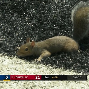 The squirrel touchdown will go down as one of the best TD calls in CFB history 🤣 Louisville Football | ACC Network